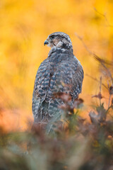 Saker falcon (Falco cherrug) in autumn forest. Saker falcon on autumn tree. Colorful sunset in background.