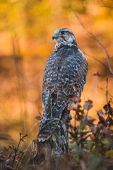 Saker falcon (Falco cherrug) in autumn forest. Saker falcon on autumn tree. Colorful sunset in background.