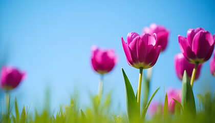 Fototapeta premium Blooming pink tulips in a sunny field with blue sky 