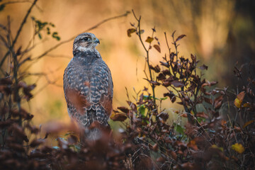 Saker falcon (Falco cherrug) in autumn forest. Saker falcon on autumn tree. Colorful sunset in...