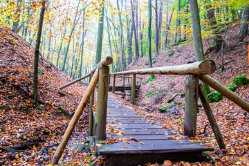 Bridge and much leaves, tree roots in forest in autumn weather.