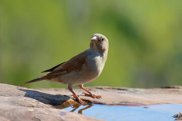 Damarasperling / Southern grey-headed sparrow / Passer diffusus
