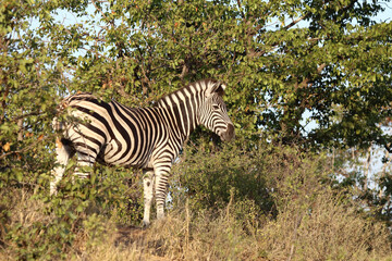 Steppenzebra / Burchell's zebra / Equus quagga burchellii