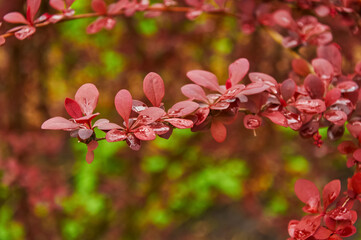 Red Leaved Barberry Branch Close Up