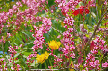 Flowering pink  shrub, with hints of yellow flowers in the background