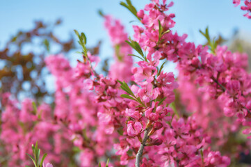 Pink Blossoms Against Blue Sky. Prunus tenella in Spring