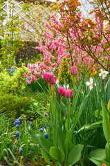 A Colorful Garden in Full Bloom