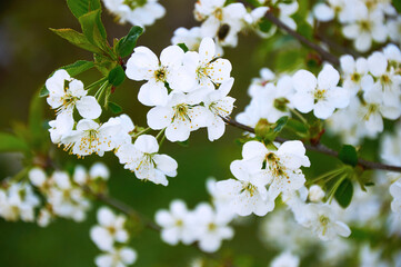  Delicate White Cherry Blossoms in Spring