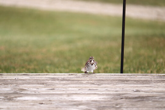 Sparrow with ruffled feathers