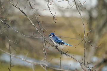 Large bluejay perched on a branch of a tree. Winter landscape. 