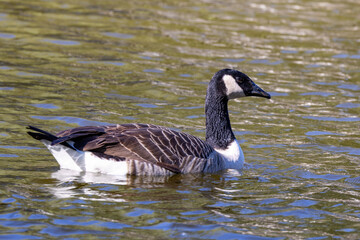 Canada Goose (Branta canadensis), commonly found in North America’s wetlands, lakes, and grassy fields.