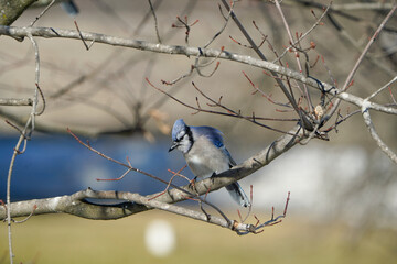 Large bluejay perched on a branch of a tree. Winter landscape. 