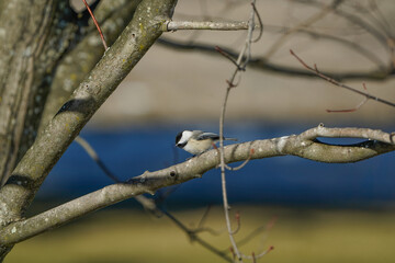 Dark eyed junco bird sitting on a tree branch.