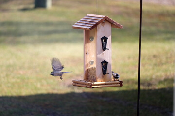 Chickadee Flying