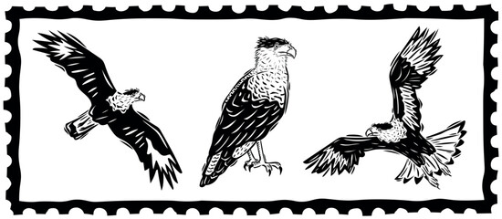 Set of Caracara falcons in various positions. Typical Brazilian bird. Drawing in the style of cordel woodcut. Vector illustration.eps