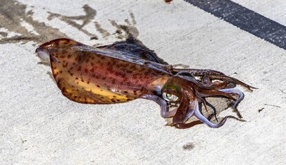 Freshly caught southern reef squid (Sepioteuthis australis).