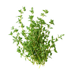 Obraz premium Fresh thyme sprigs displayed on a clean white background for culinary use in cooking and seasoning, Fresh thyme isolated on white background