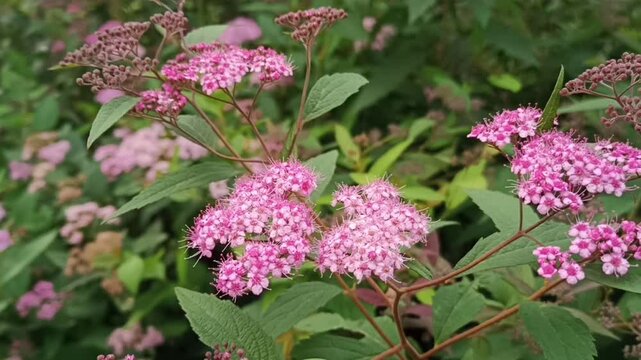 Japanese spirea (Spiraea japonica) with many pink small flowers in a garden