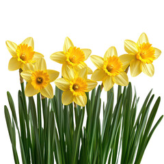 Clementine isolated on transparent png background
