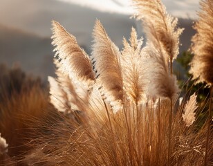 grass in the wind
