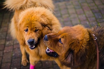 Tibetan Mastiff dogs, close companions, having fun running freely on the grass.