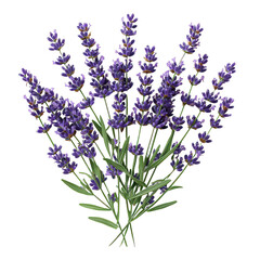 Fototapeta premium Lavender Sprigs isolated on transparent png background