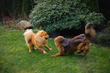 Two playful Tibetan Mastiff dogs chasing each other in a vibrant garden.
