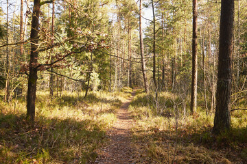 leśna ścieżka © Marcin Łazarczyk