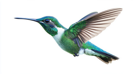 Green hummingbird in mid-flight with iridescent feathers and outstretched wings, isolated on a white background, ideal for nature conservation, birdwatching, and wildlife photography.

