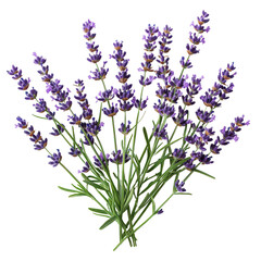 Naklejka premium Lavender Sprigs isolated on transparent png background