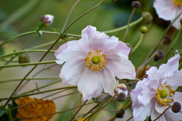 White and light pink anemones