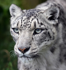 Obraz premium A snow leopard, walking