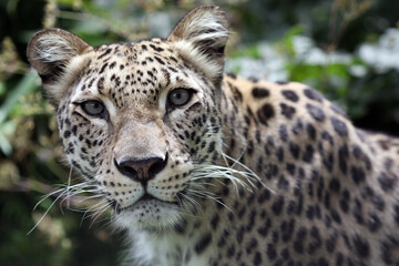 An African leopard looks at the camera