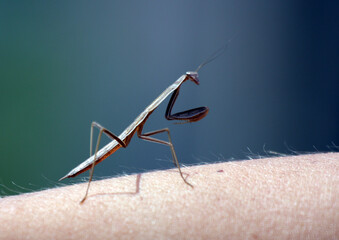 A preying mantis on a person's arm