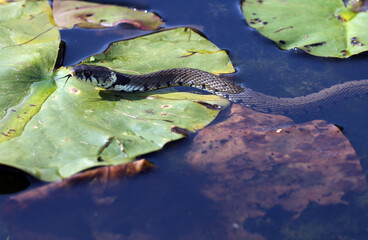 A grass snake on a lily pad