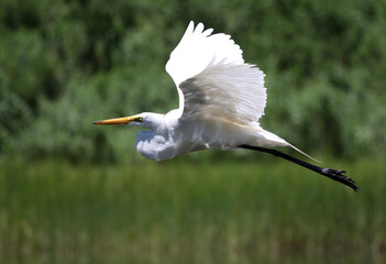 A great egret, flying