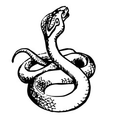 Cobra Snake, Vintage Style Illustration