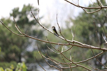 Tiny Bird