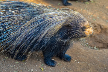 Cape porcupine or South African porcupine ( Hystrix africaeaustralis ) in a zoo with white sharp spines and inconspicuous tail