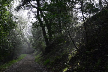 sun shining through the trees and morning mist on a spring morning in the mountains