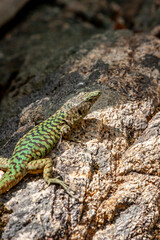 The Lizard of Bedriaga, mountain lizard, endemic to Corsica and Sardinia. Chaeolacerta bedriagae bedriagae in Aîtone forest, Corsica.