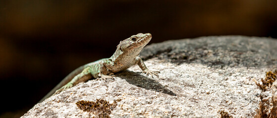 The Lizard of Bedriaga, mountain lizard, endemic to Corsica and Sardinia. Chaeolacerta bedriagae bedriagae in Aîtone forest, Corsica.
