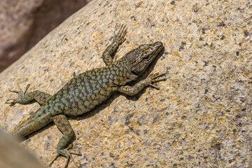 The Lizard of Bedriaga, mountain lizard, endemic to Corsica and Sardinia. Chaeolacerta bedriagae bedriagae in Aîtone forest, Corsica.