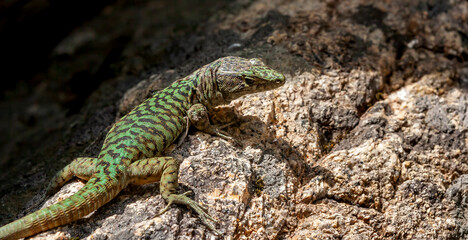 The Lizard of Bedriaga, mountain lizard, endemic to Corsica and Sardinia. Chaeolacerta bedriagae bedriagae in Aîtone forest, Corsica.