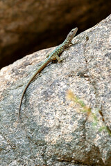 The Lizard of Bedriaga, mountain lizard, endemic to Corsica and Sardinia. Chaeolacerta bedriagae bedriagae in Aîtone forest, Corsica.