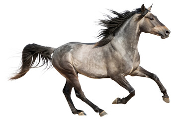Running Gray Horse Isolated on Transparent Background