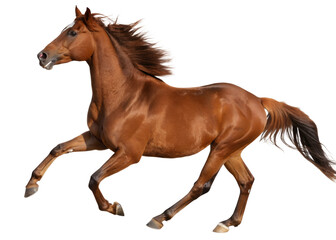 Running Brown Horse Isolated on Transparent Background