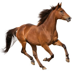 Obraz premium Running Brown Horse Isolated on Transparent Background
