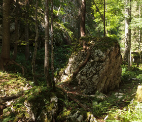 A tree growing intertwined with a rock