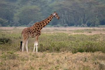 Rothschild’s Giraffe standing tall in the open grasslands, showcasing its patterned coat